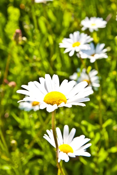 Piękny kolorowy łąka z kwiatami — Zdjęcie stockowe