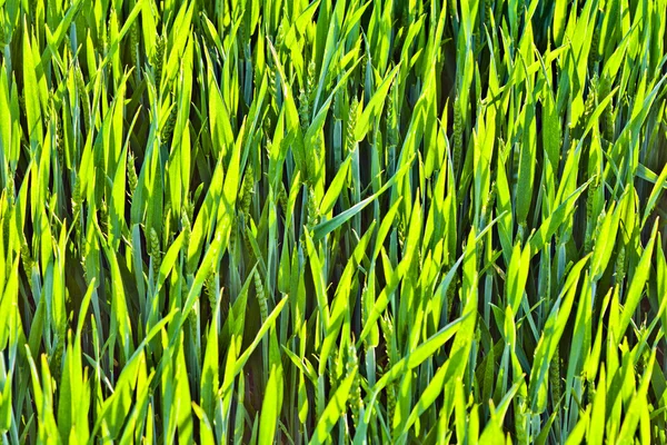Hermoso maíz verde en estructura armónica — Foto de Stock