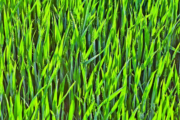 Красивая зеленая кукуруза в гармоничной структуре — стоковое фото