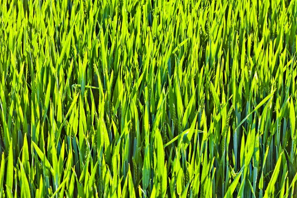 Prachtige groene maïs in harmonische structuur — Stockfoto