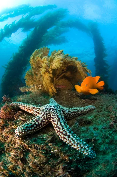 Ocean reef táj — Stock Fotó