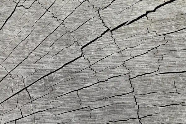 Textura stromu — Stock fotografie
