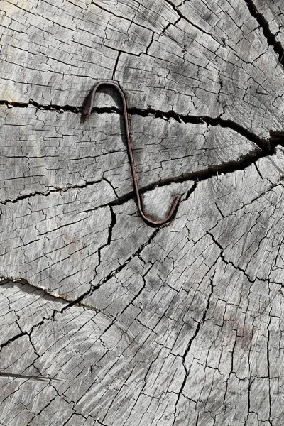 Wooden cut texture — Stock Photo, Image