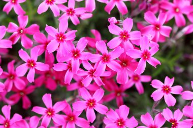 Phlox subulata