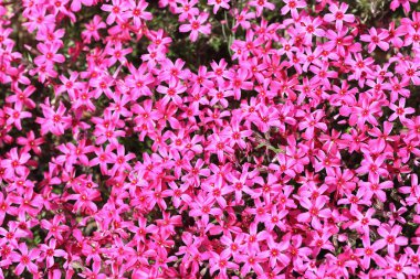 Phlox subulata