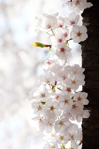Pohon sakura mekar — Stok Foto