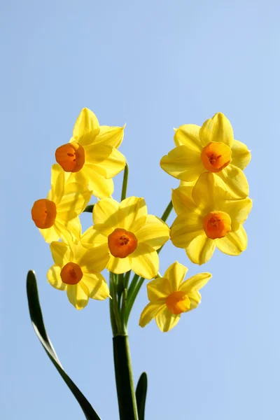 Yellow daffodils and blue sky — Stock Photo, Image