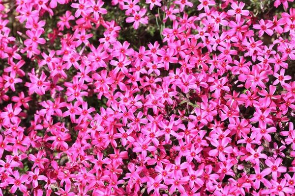 芝桜 subulata — ストック写真