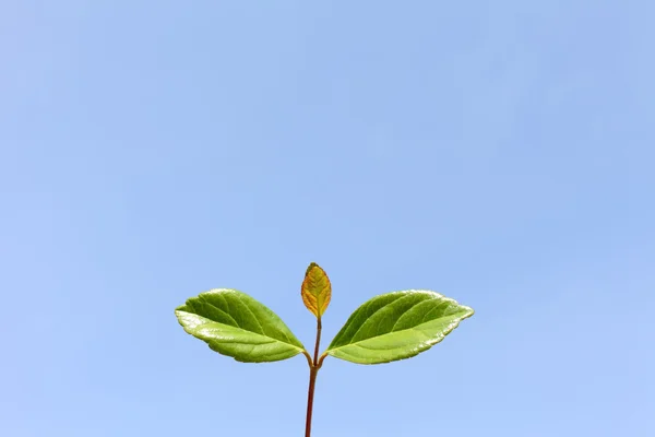Gröna blad mot den blå himlen — Stockfoto