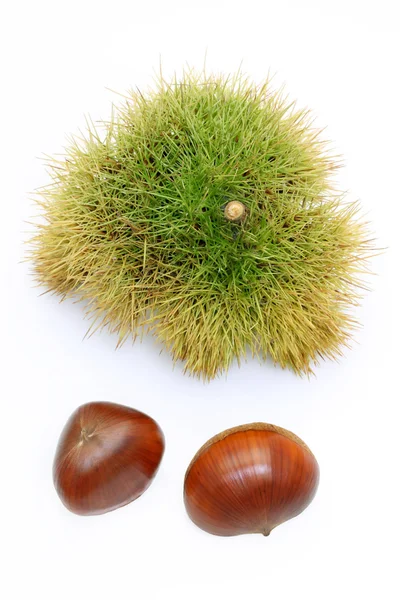 Chestnut in shell — Stock Photo, Image