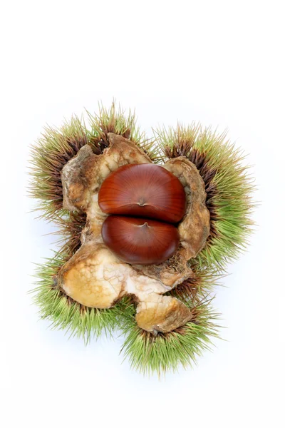 Chestnut in shell — Stock Photo, Image