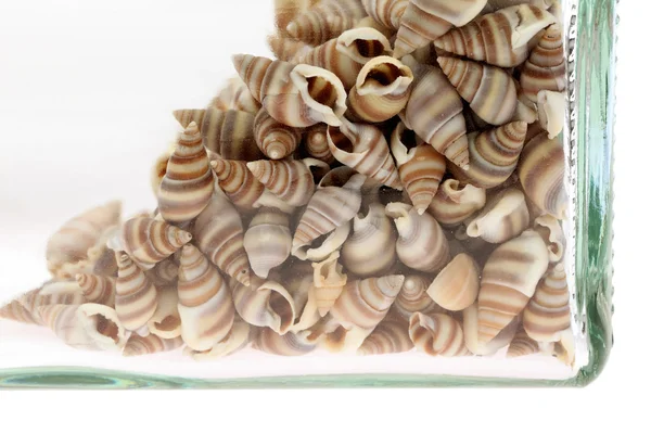 Deniz kabukları bir şişe — Stok fotoğraf