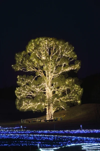 Oświetlony drzewo — Zdjęcie stockowe