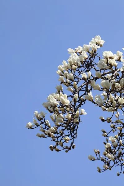 Magnolia träd blomma — Stockfoto