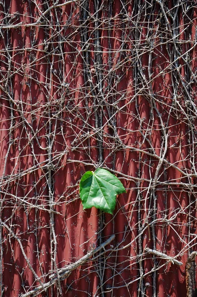 Bir yaprak — Stok fotoğraf