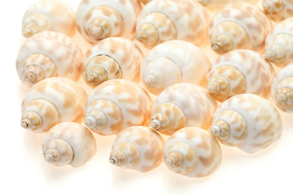 Seashell on a white — Stockfoto