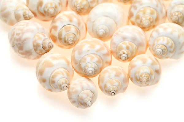 Üzerinde beyaz bir deniz kabuğu — Stok fotoğraf