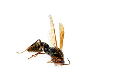 Dead wasp clipart