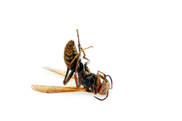 Dead wasp — Stock Photo, Image