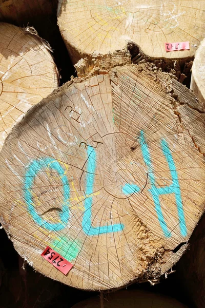 Tree stump background — Stock Photo, Image