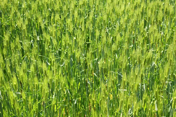 小麦畑 — ストック写真