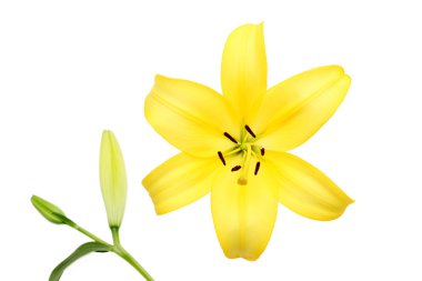 Yellow lily clipart