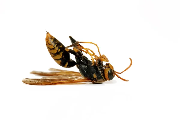 Dead wasp — Stock Photo, Image