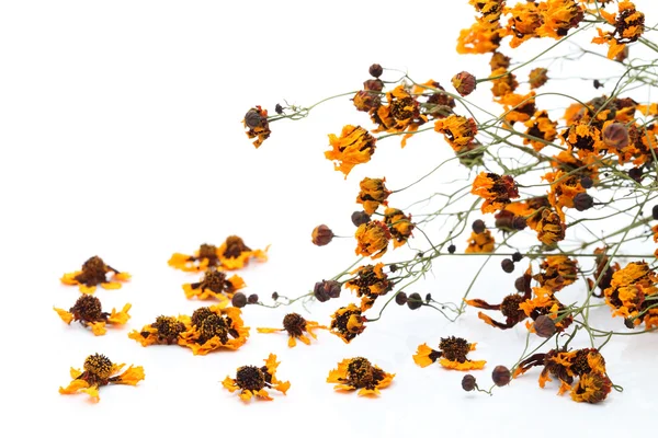 Суха квітка — стокове фото
