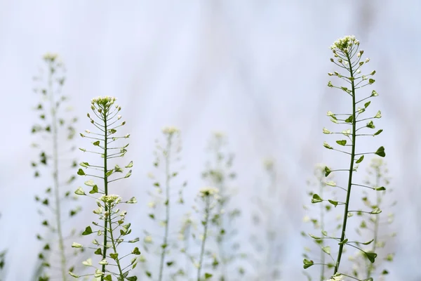 stock image Capsella flowers