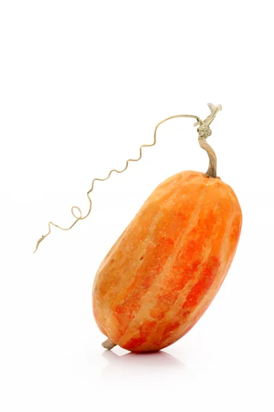 Червоний gourd — стокове фото