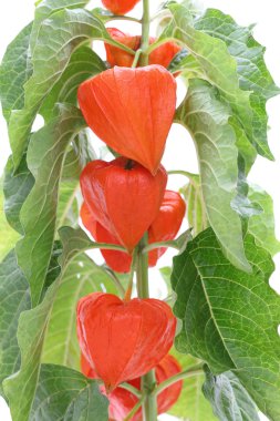 Physalis alkekengi