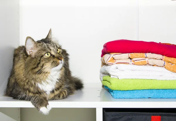 Кошка и полотенца в шкафу — стоковое фото