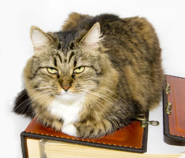 Kočka a folio — Stock fotografie
