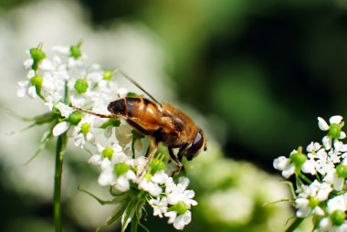 Bumblebee beyaz çiçek