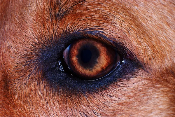 Detalle del iris en piel marrón, ojo de perro en macro —  Fotos de Stock