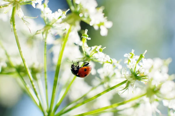 stock image Ladybug on white flower,natural light