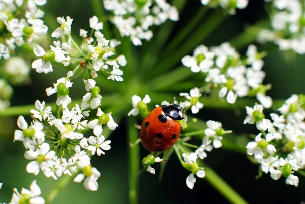 stock image Ladybug on white flower,natural light