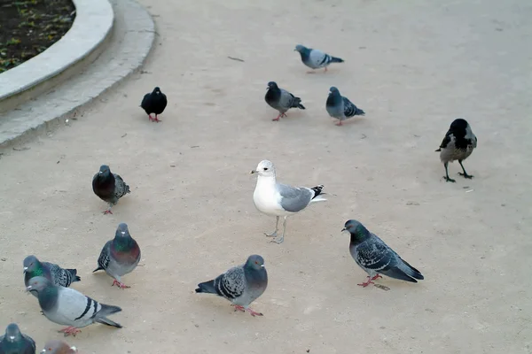 Bunch of pigeons — Stock Photo, Image