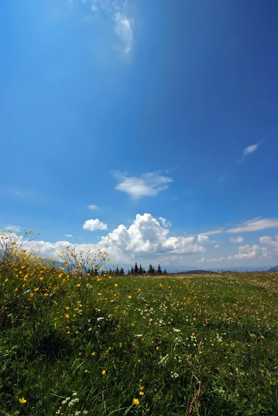 山地草甸与黄色的花朵 免版税图库照片