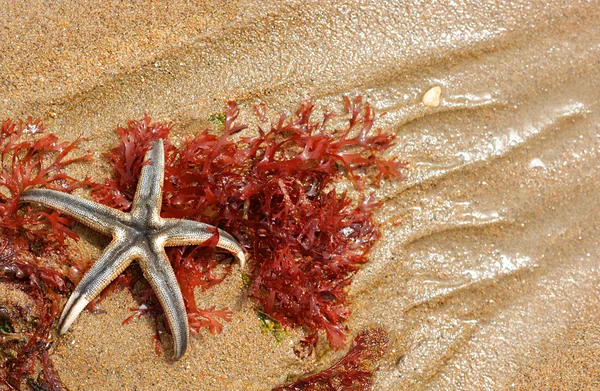 Estrella de mar sobre arena . — Foto de Stock