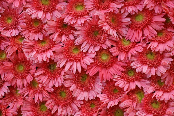 Blumen. — Stockfoto