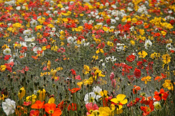 stock image Poppy field