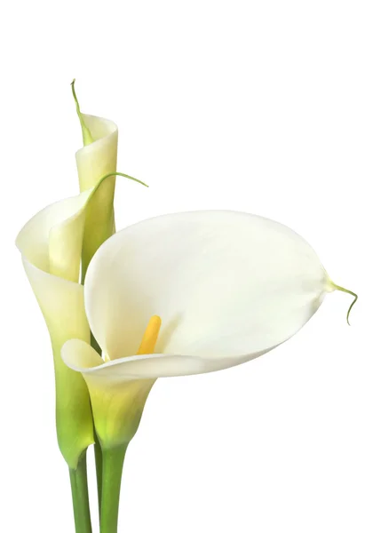 Białe lilie calla — Zdjęcie stockowe