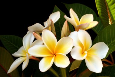 Frangipani