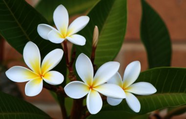 Frangipani clipart