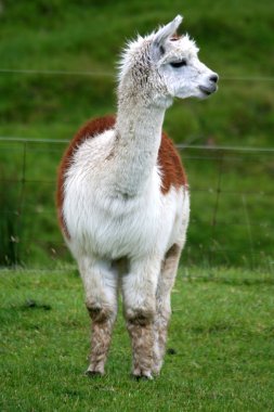 Alpaca clipart