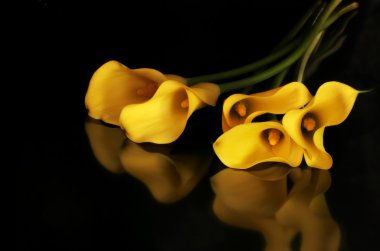 Golden Callas clipart