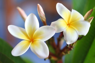 Frangipani clipart