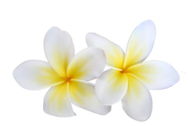 Two Isolated Frangipanis clipart