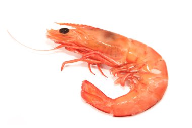 Shrimp clipart